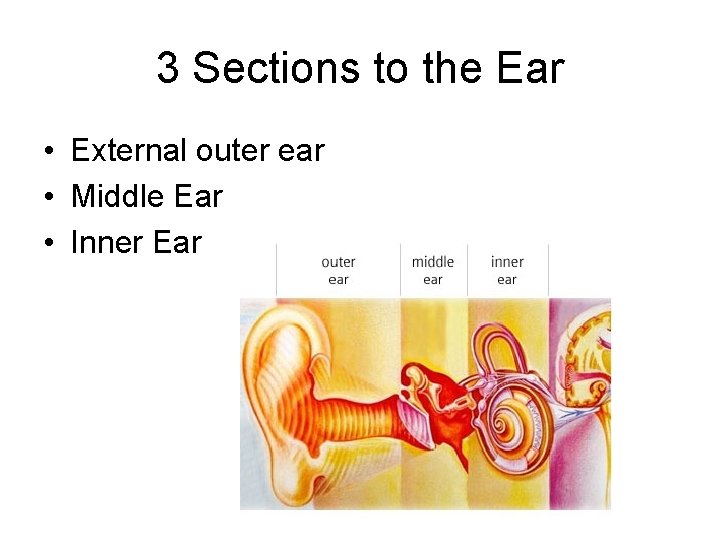 3 Sections to the Ear • External outer ear • Middle Ear • Inner