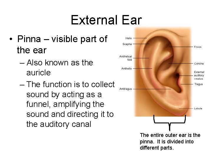 External Ear • Pinna – visible part of the ear – Also known as