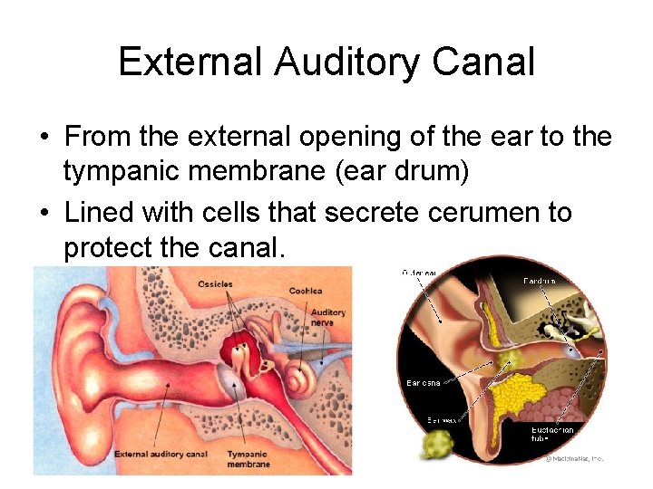 External Auditory Canal • From the external opening of the ear to the tympanic