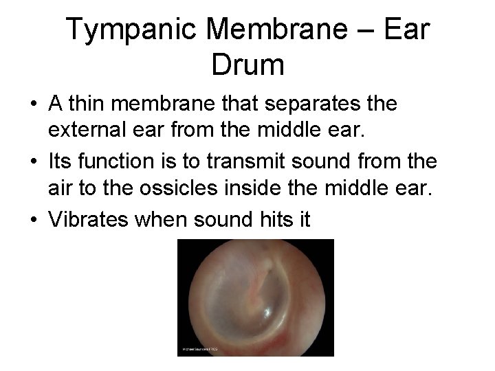 Tympanic Membrane – Ear Drum • A thin membrane that separates the external ear