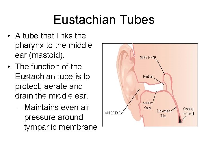 Eustachian Tubes • A tube that links the pharynx to the middle ear (mastoid).