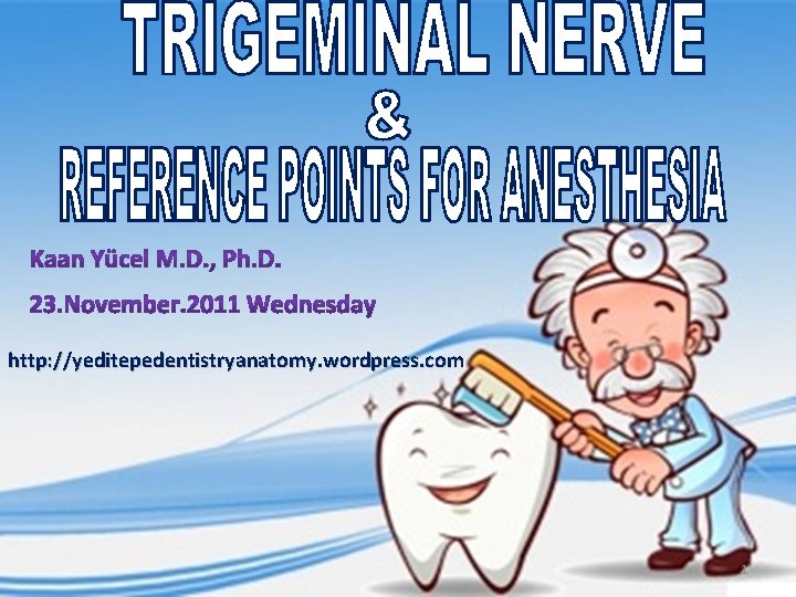 http: //yeditepedentistryanatomy. wordpress. com 1 
