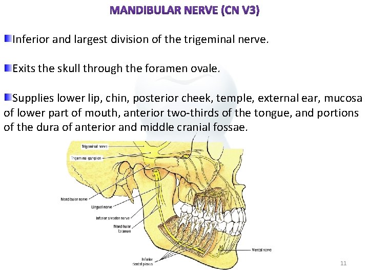 Inferior and largest division of the trigeminal nerve. Exits the skull through the foramen