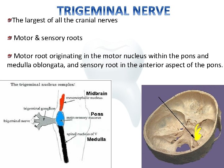 The largest of all the cranial nerves Motor & sensory roots Motor root originating
