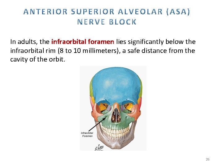 In adults, the infraorbital foramen lies significantly below the infraorbital rim (8 to 10