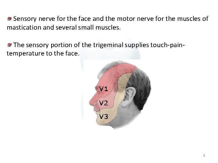  Sensory nerve for the face and the motor nerve for the muscles of