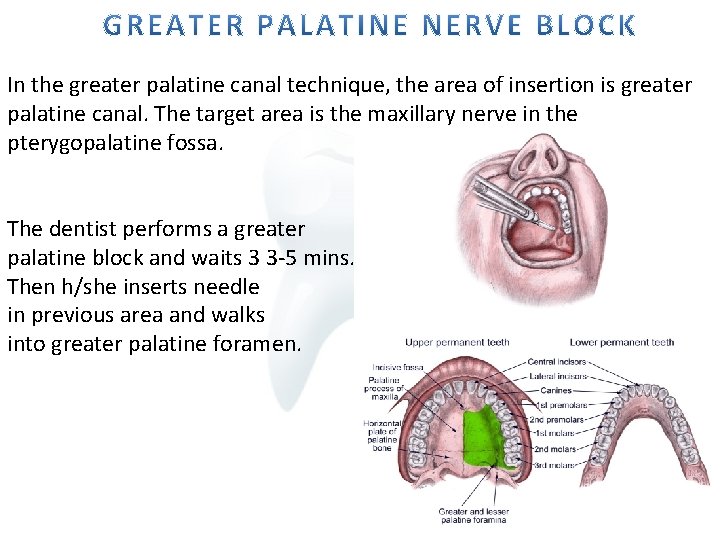 http yeditepedentistryanatomy wordpress com 1 The largest of