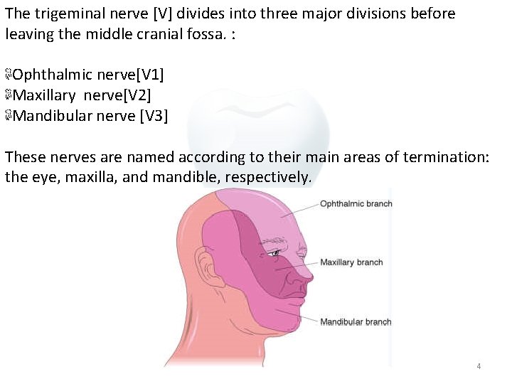 The trigeminal nerve [V] divides into three major divisions before leaving the middle cranial