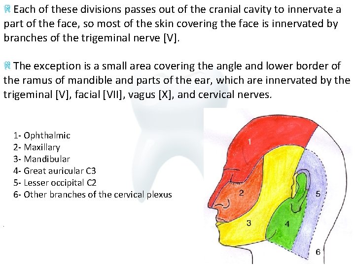  Each of these divisions passes out of the cranial cavity to innervate a