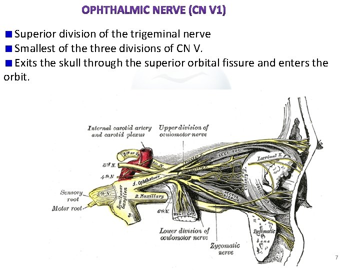  Superior division of the trigeminal nerve Smallest of the three divisions of CN