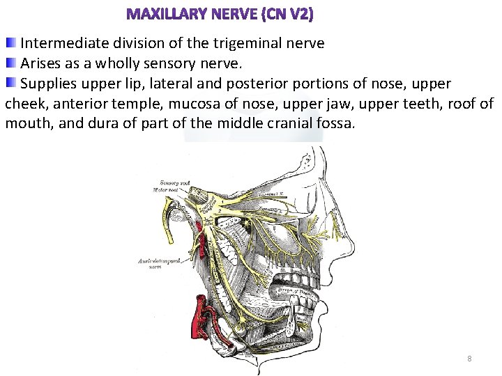  Intermediate division of the trigeminal nerve Arises as a wholly sensory nerve. Supplies