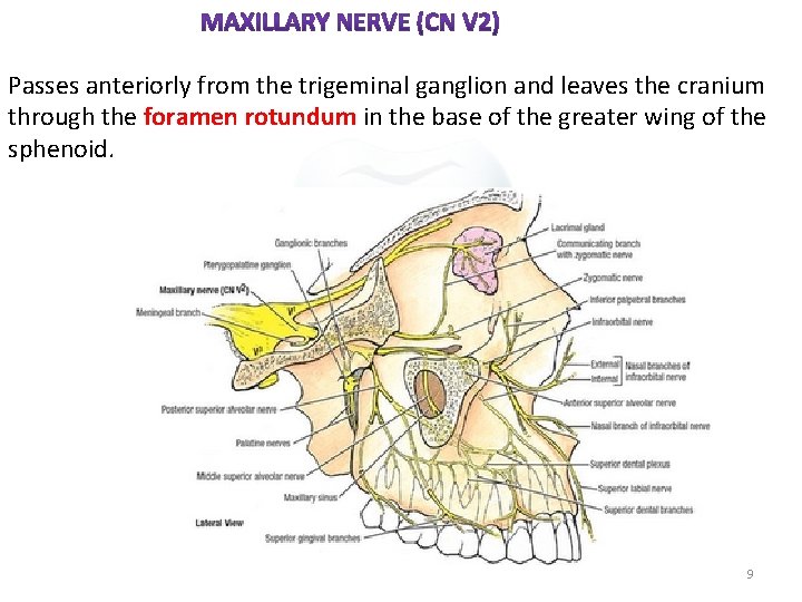 Passes anteriorly from the trigeminal ganglion and leaves the cranium through the foramen rotundum