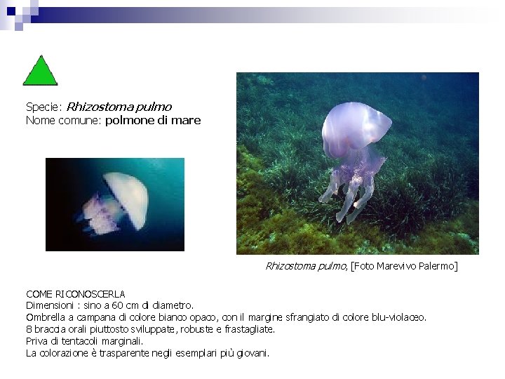 Specie: Rhizostoma pulmo Nome comune: polmone di mare Rhizostoma pulmo, [Foto Marevivo Palermo] COME