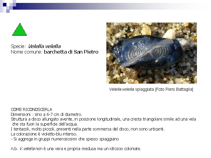 Specie: Velella velella Nome comune: barchetta di San Pietro Velella velella spiaggiata [Foto Piero