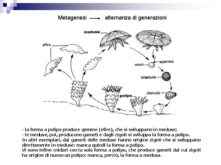 Metagenesi alternanza di generazioni - la forma a polipo produce gemme (efire), che si