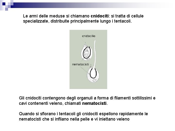 Le armi delle meduse si chiamano cnidociti: si tratta di cellule specializzate, distribuite principalmente