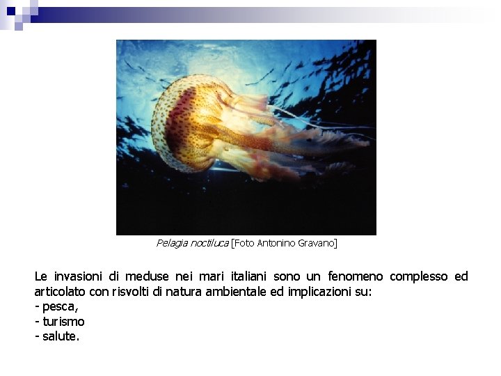 Pelagia noctiluca [Foto Antonino Gravano] Le invasioni di meduse nei mari italiani sono un