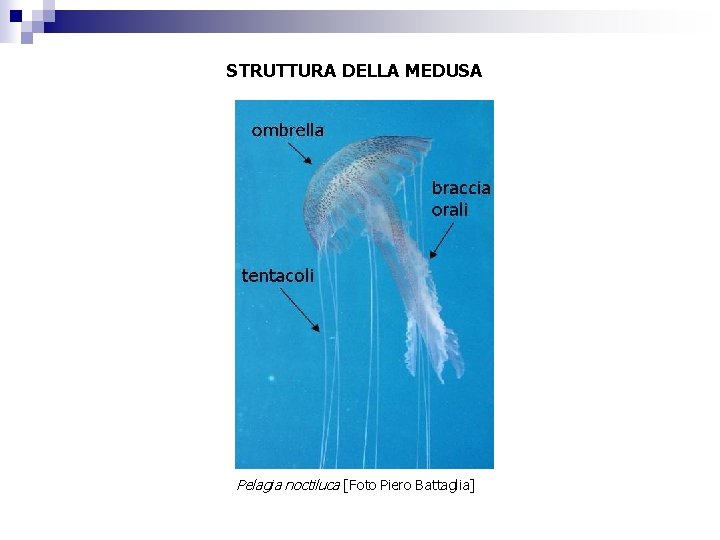 STRUTTURA DELLA MEDUSA Pelagia noctiluca [Foto Piero Battaglia] 