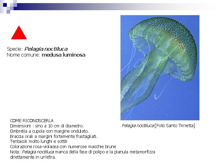 Specie: Pelagia noctiluca Nome comune: medusa luminosa COME RICONOSCERLA Pelagia noctiluca [Foto Santo Tirnetta]