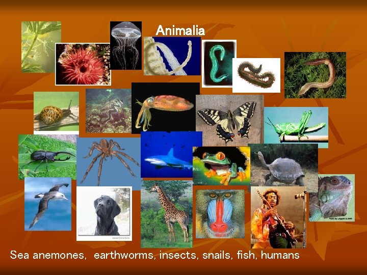 Animalia Sea anemones, earthworms, insects, snails, fish, humans Animalia Sea anemones, earthworms, insects, snails, fish, humans