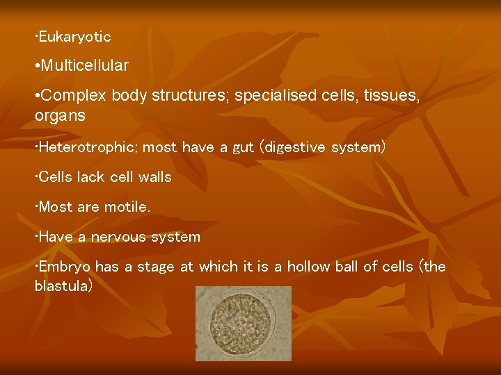 • Eukaryotic • Multicellular • Complex body structures; specialised cells, tissues, organs • • Eukaryotic • Multicellular • Complex body structures; specialised cells, tissues, organs •