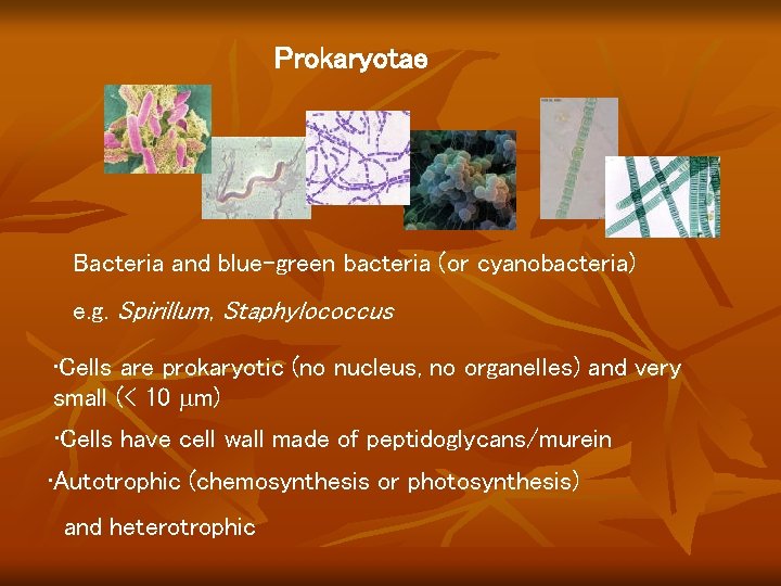 Prokaryotae Bacteria and blue-green bacteria (or cyanobacteria) e. g. Spirillum, Staphylococcus • Cells are Prokaryotae Bacteria and blue-green bacteria (or cyanobacteria) e. g. Spirillum, Staphylococcus • Cells are