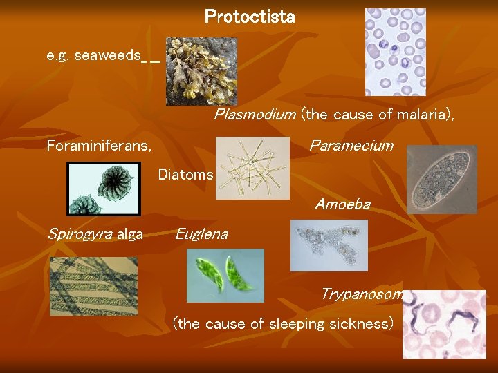 Protoctista e. g. seaweeds Plasmodium (the cause of malaria), Paramecium Foraminiferans, Diatoms Amoeba Spirogyra Protoctista e. g. seaweeds Plasmodium (the cause of malaria), Paramecium Foraminiferans, Diatoms Amoeba Spirogyra