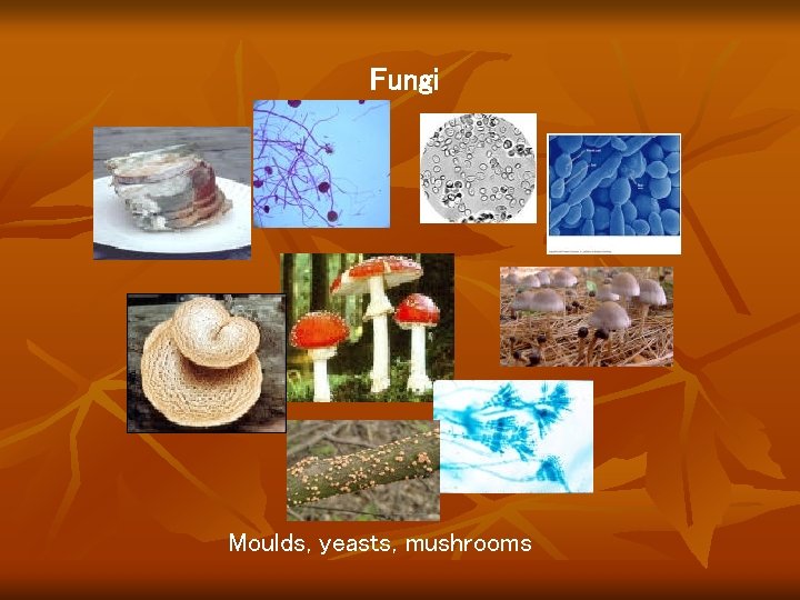 Fungi Moulds, yeasts, mushrooms Fungi Moulds, yeasts, mushrooms