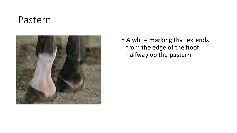 Pastern • A white marking that extends from the edge of the hoof halfway