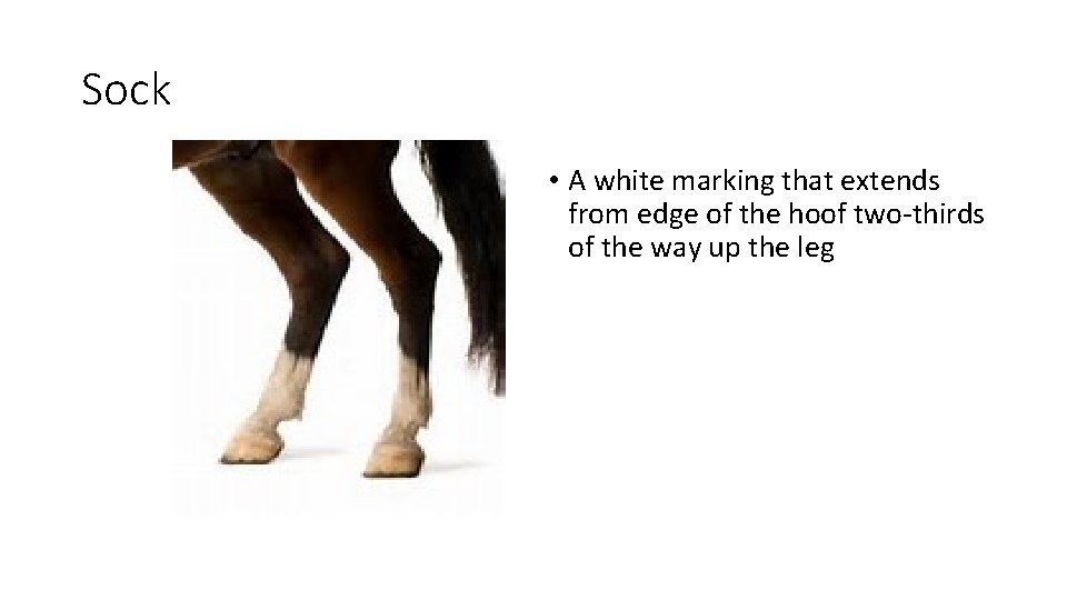 Sock • A white marking that extends from edge of the hoof two-thirds of