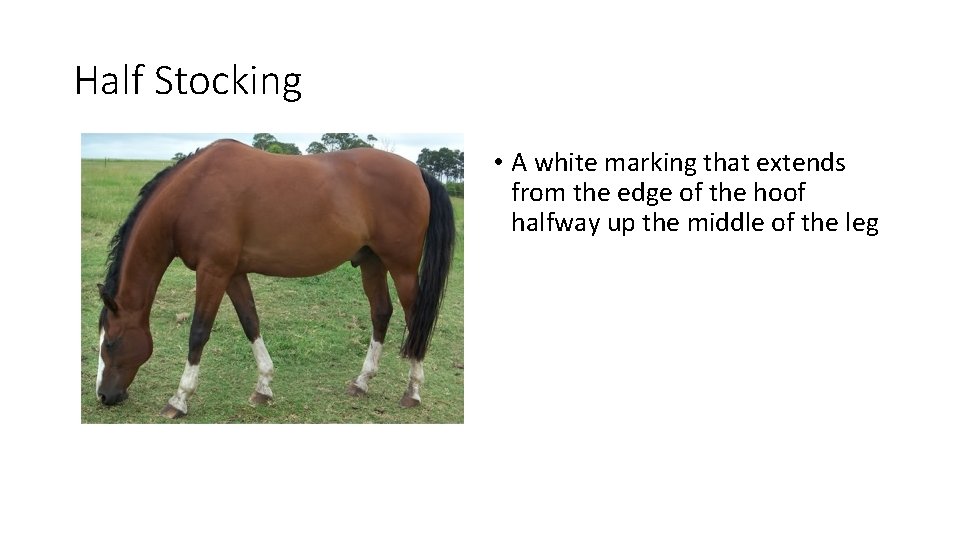 Half Stocking • A white marking that extends from the edge of the hoof