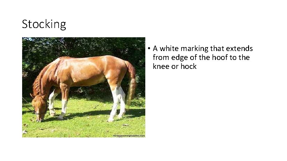 Stocking • A white marking that extends from edge of the hoof to the