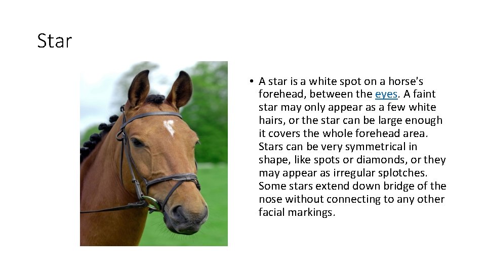 Star • A star is a white spot on a horse's forehead, between the