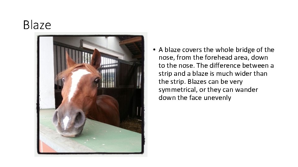 Blaze • A blaze covers the whole bridge of the nose, from the forehead