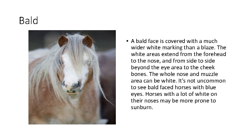 Bald • A bald face is covered with a much wider white marking than Bald • A bald face is covered with a much wider white marking than