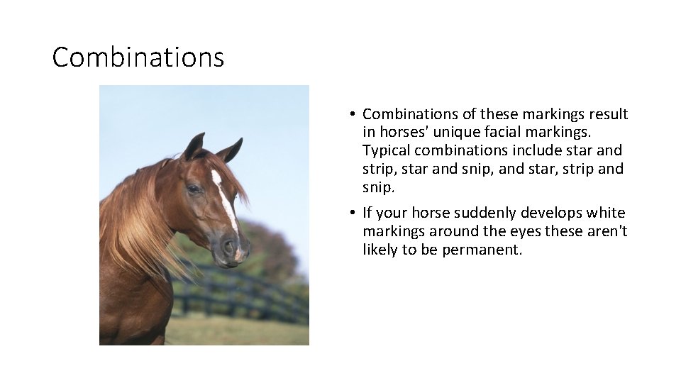 Combinations • Combinations of these markings result in horses' unique facial markings. Typical combinations Combinations • Combinations of these markings result in horses' unique facial markings. Typical combinations