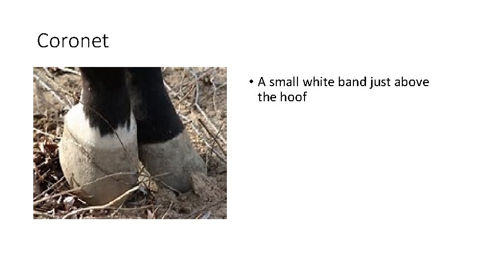 Coronet • A small white band just above the hoof Coronet • A small white band just above the hoof