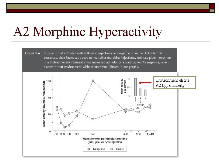 A 2 Morphine Hyperactivity Environment elicits A 2 hyperactivity 