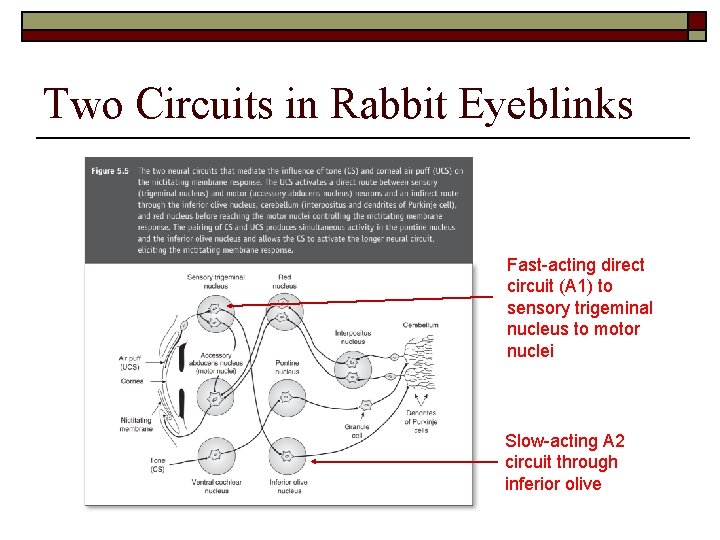 Two Circuits in Rabbit Eyeblinks Fast-acting direct circuit (A 1) to sensory trigeminal nucleus