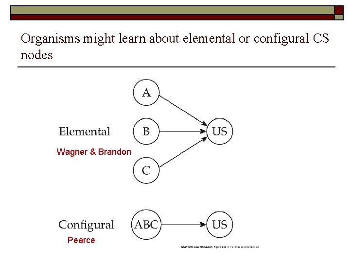 Organisms might learn about elemental or configural CS nodes Wagner & Brandon Pearce 