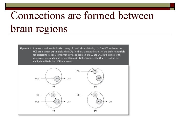 Connections are formed between brain regions 