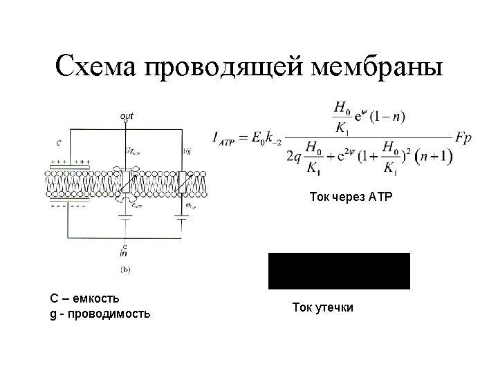 Photosynthetic Pathways In Chloroplasts Nadph Hn Ps Ii