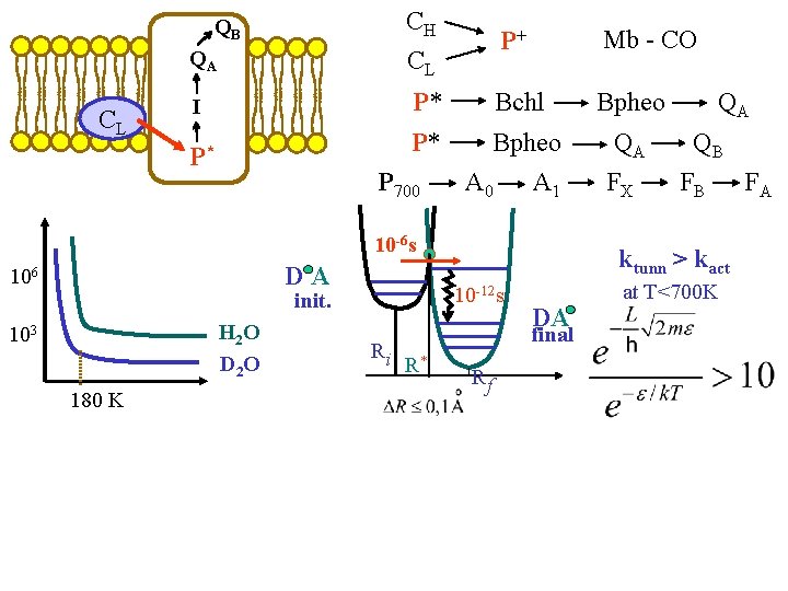 CH CL QB QA CL Mb - CO P+ I P* Bchl Bpheo QA CH CL QB QA CL Mb - CO P+ I P* Bchl Bpheo QA