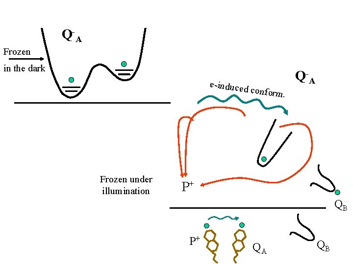 Q -A Frozen in the dark e-induced Frozen under illumination conform Q -A. P+ Q -A Frozen in the dark e-induced Frozen under illumination conform Q -A. P+