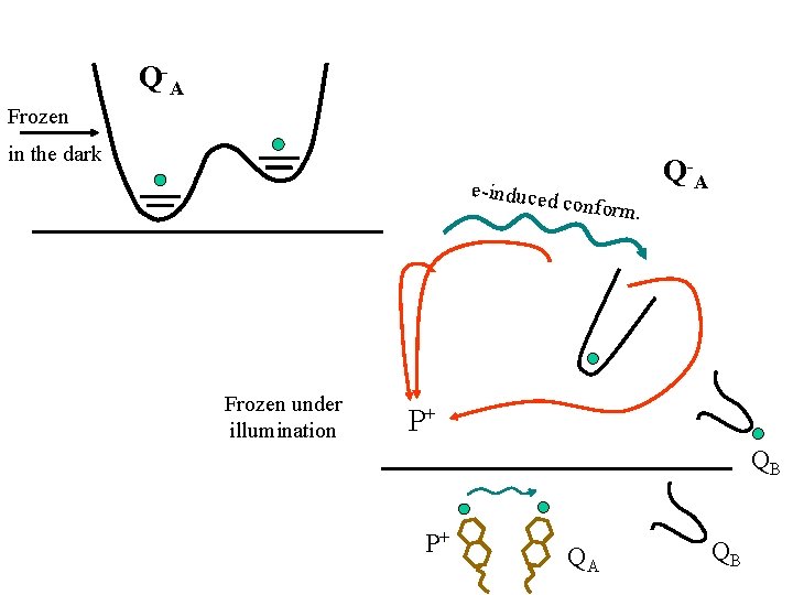 Q -A Frozen in the dark e-induced Frozen under illumination conform Q -A. P+