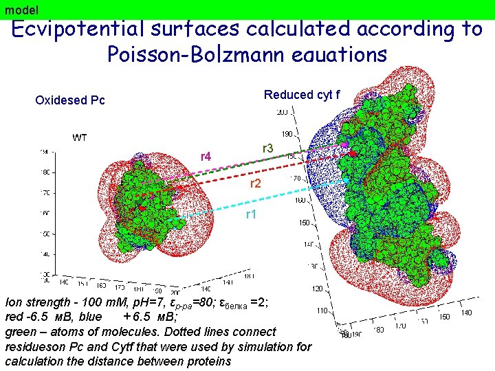 model Ecvipotential surfaces calculated according to Poisson-Bolzmann equations Reduced cyt f Oxidesed Рс r model Ecvipotential surfaces calculated according to Poisson-Bolzmann equations Reduced cyt f Oxidesed Рс r