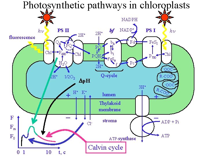 Photosynthetic pathways in chloroplasts NADPH hn PS II fluorescence QA Chl 2 H+ PQ