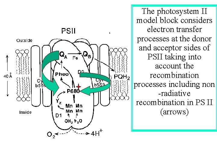 The photosystem II model block considers electron transfer processes at the donor and acceptor