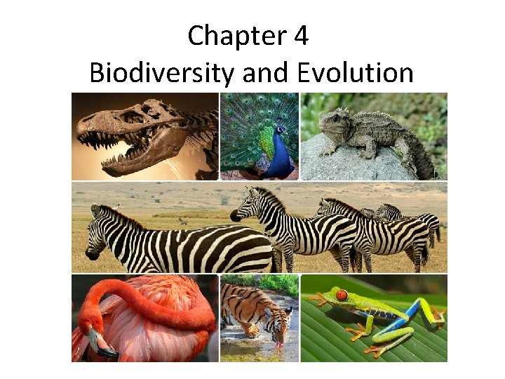 Chapter 4 Biodiversity and Evolution 