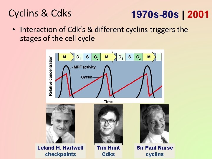 Cyclins & Cdks 1970 s-80 s | 2001 • Interaction of Cdk’s & different